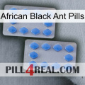 African Black Ant Pills 20